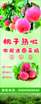 水蜜桃