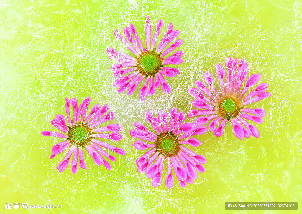四朵粉花绽放于绿背景