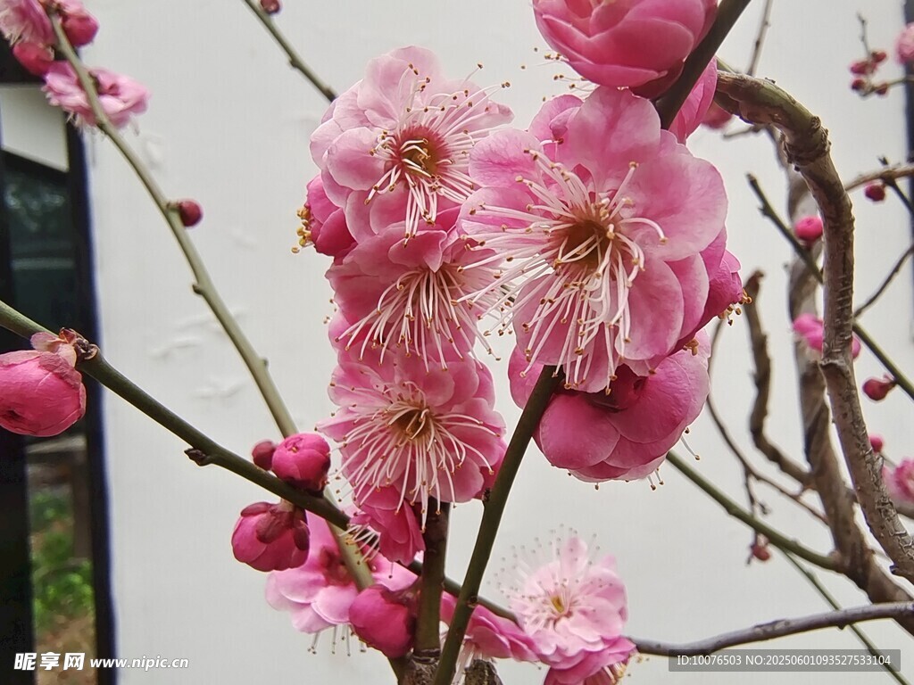 梅花