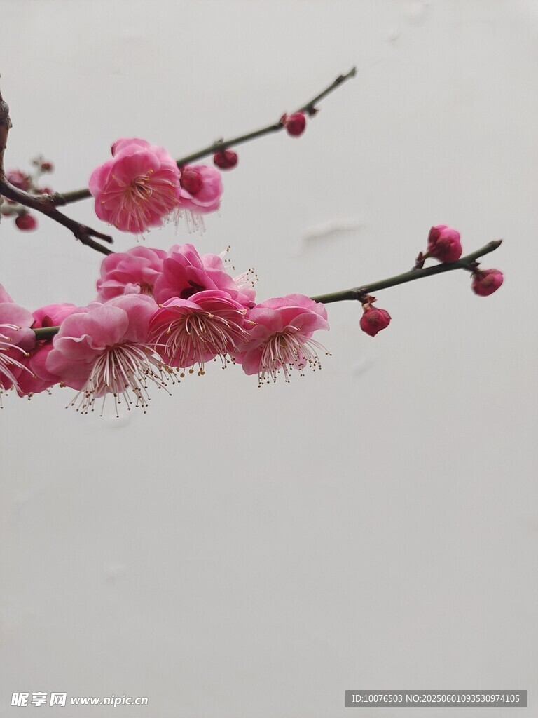 梅花