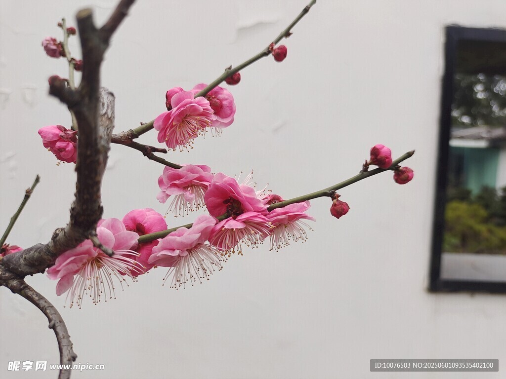梅花