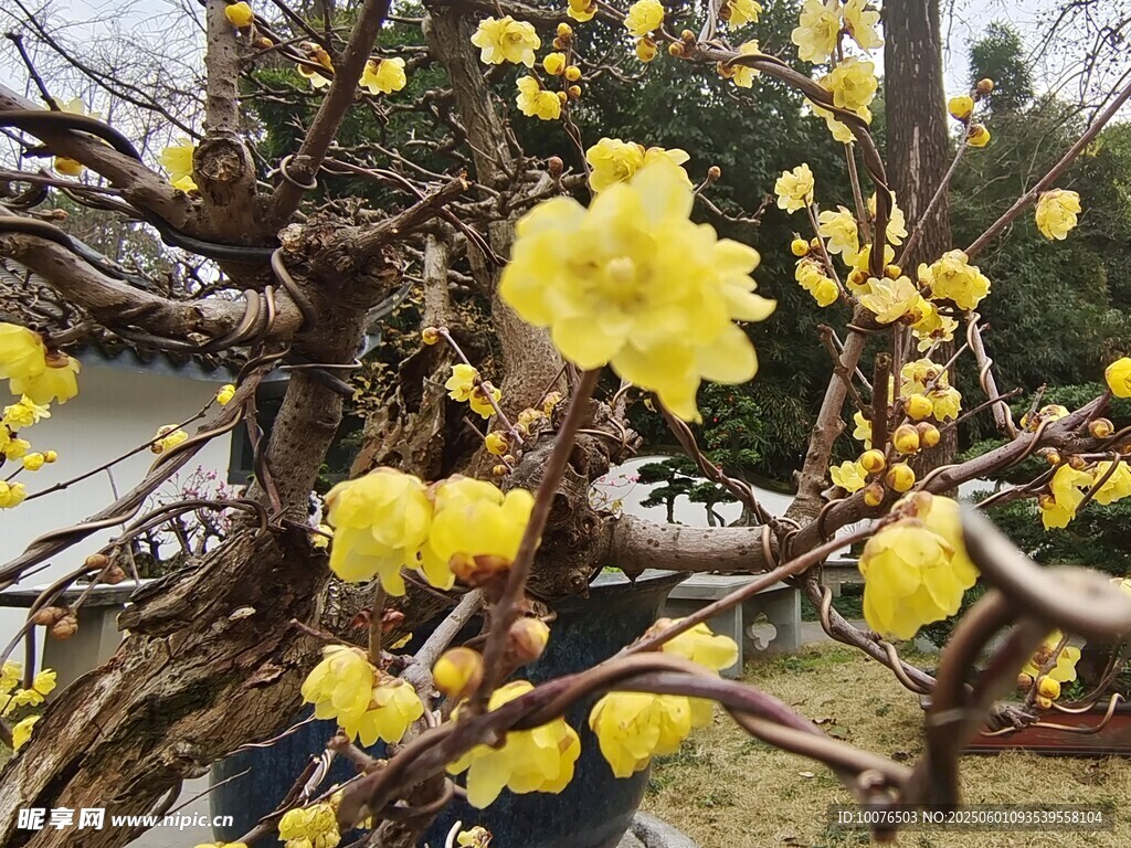 梅花