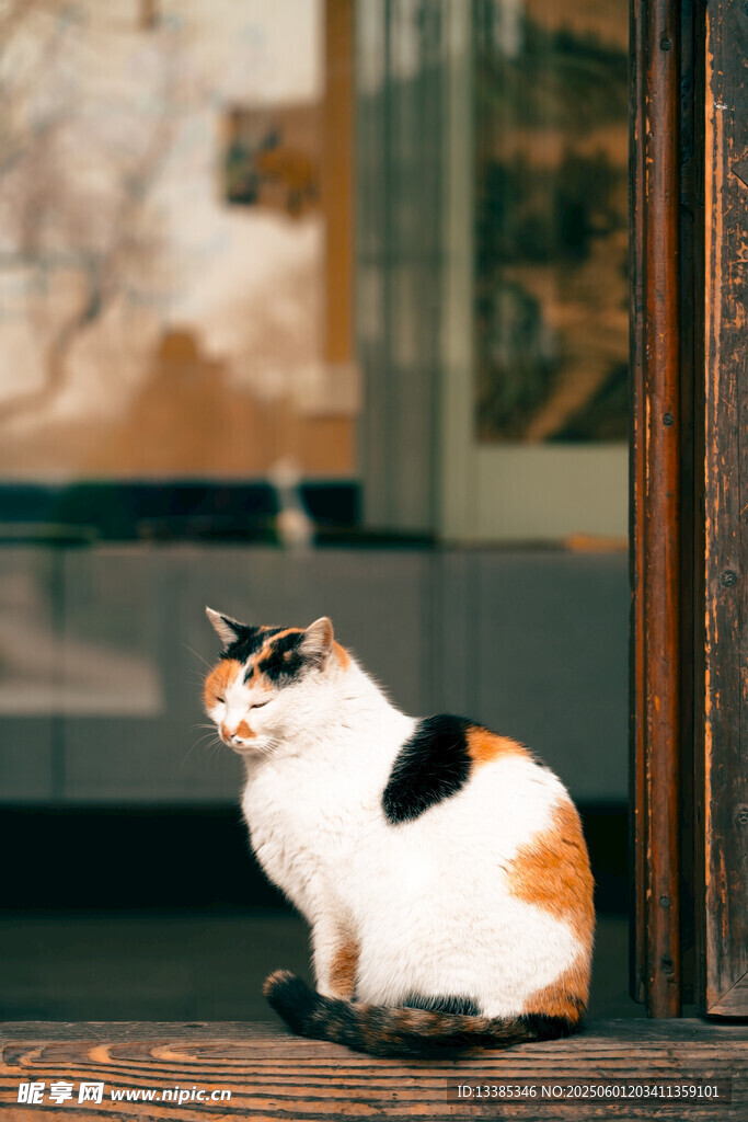 门口的三色猫咪