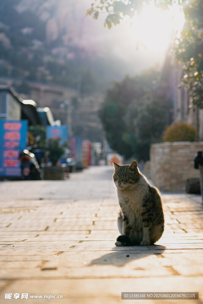 阳光下独坐的街边小猫