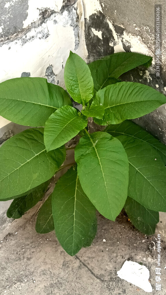 商陆