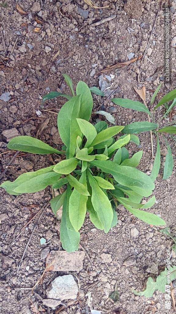 苦荬菜