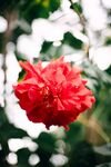 扶桑花