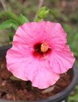 木槿花