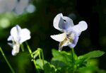 堇菜花