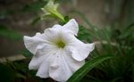 牵牛花