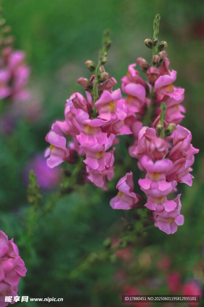 毛地黄花