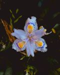 蝴蝶花