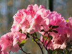 杜鹃花