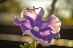 牵牛花