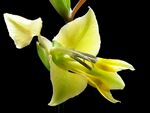 百合花