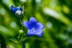 蓝铃花