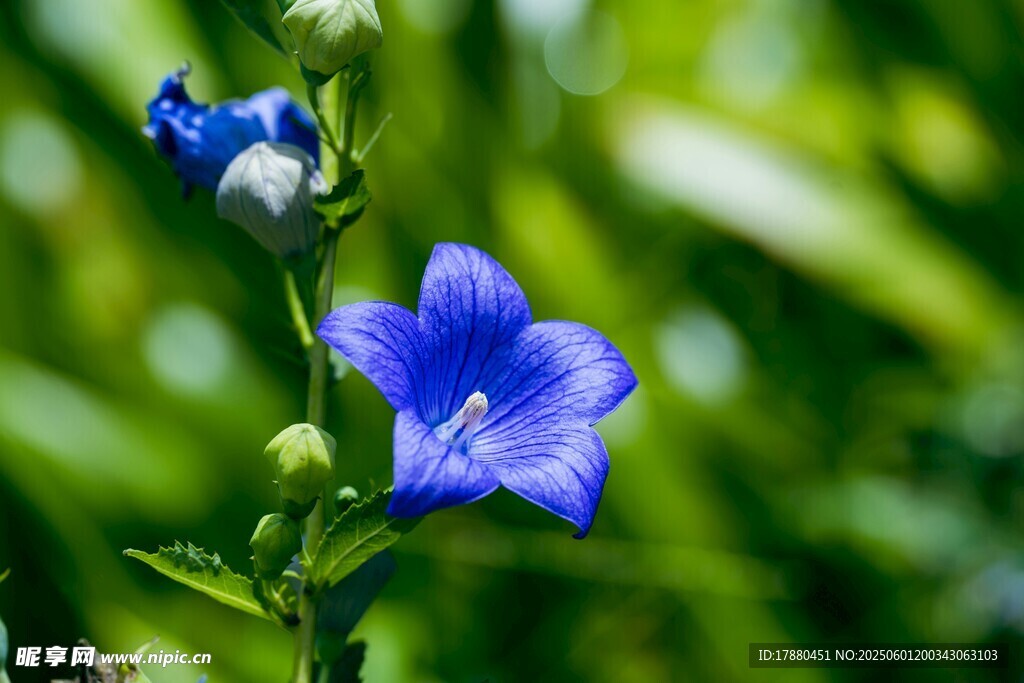 蓝铃花