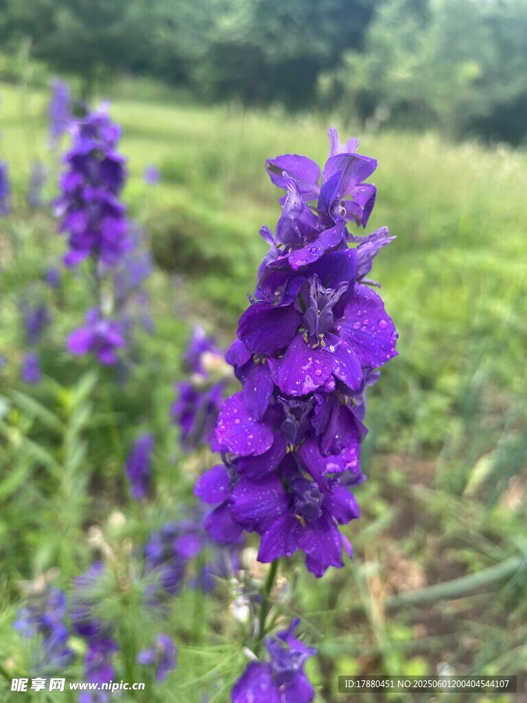 飞燕草
