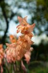 兰花