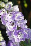 高翠雀花