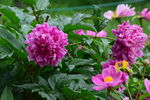 芍药花  