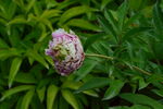 芍药花  