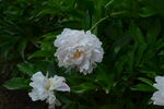 芍药花  