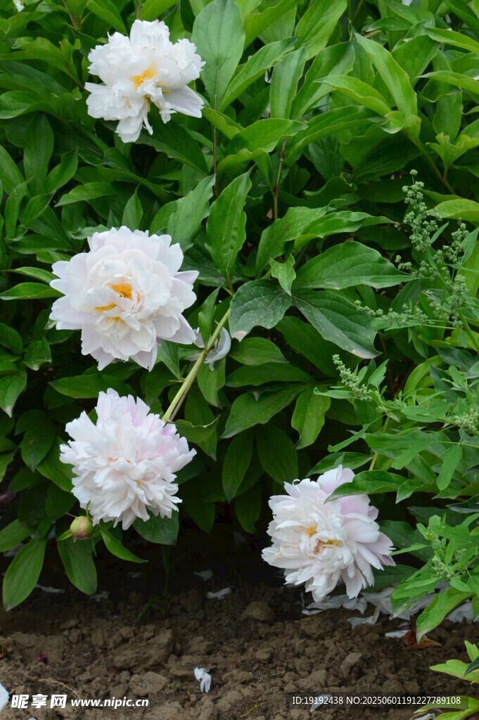 芍药花  