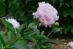 芍药花  
