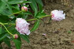 芍药花  