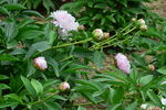 芍药花 
