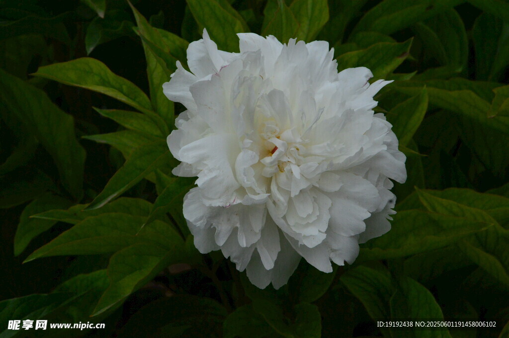 芍药花  