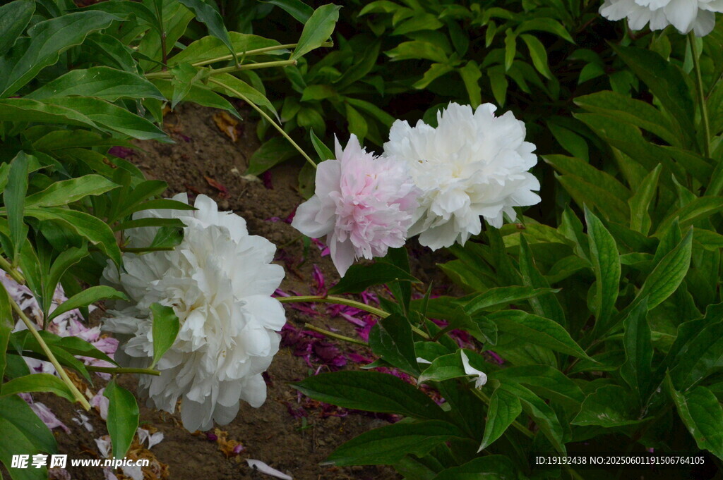 芍药花 