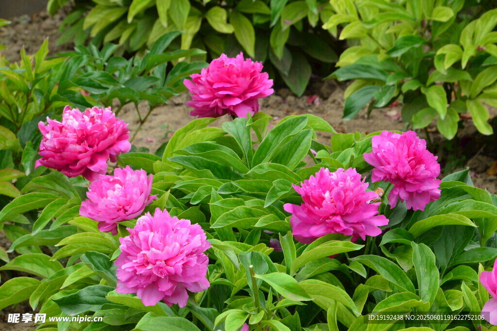 芍药花  