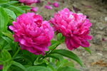芍药花  