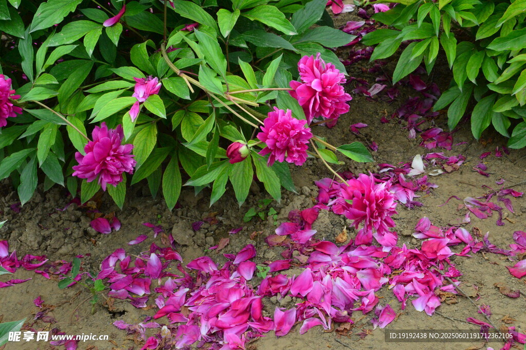 芍药花  