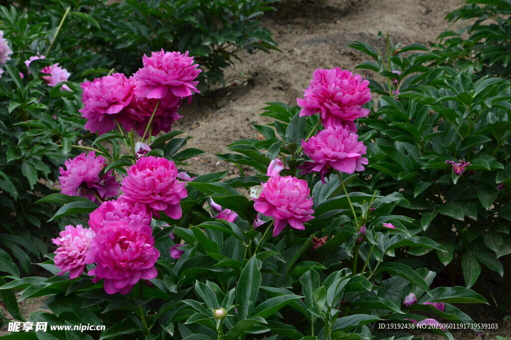 芍药花  