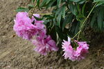 芍药花 
