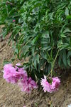 芍药花  