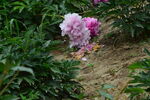芍药花  