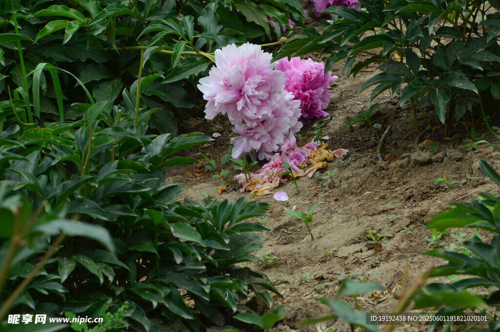 芍药花  