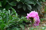 芍药花  
