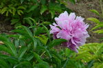 芍药花  