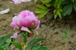 芍药花 