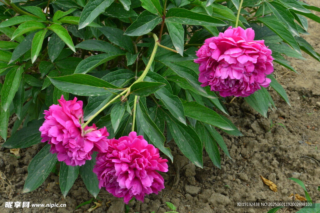 芍药花 