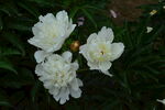 芍药花 
