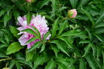 芍药花  