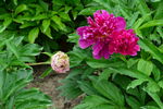 芍药花  