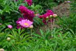芍药花  