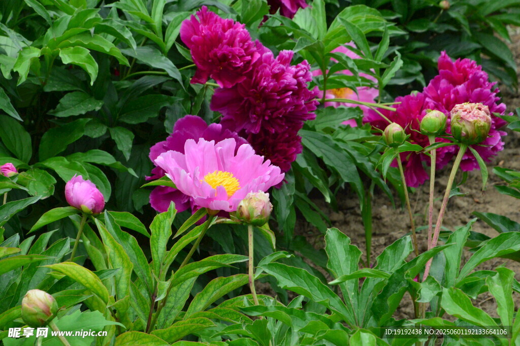 芍药花  